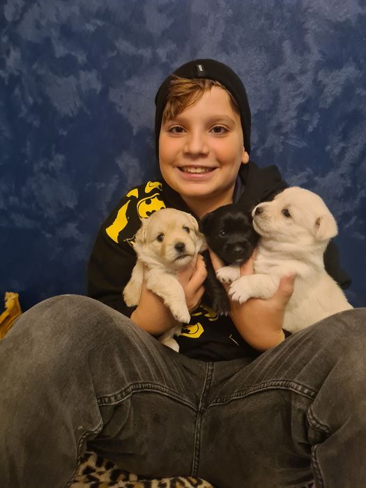 Pieski Szczeniaki szukają nowych waścicieli