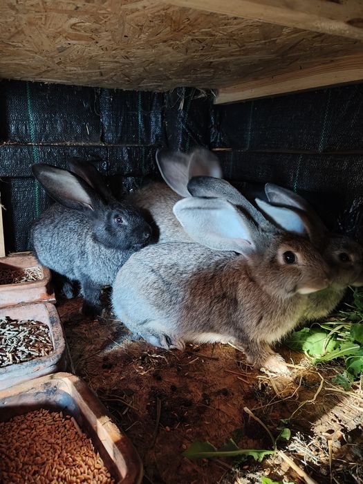 Sprzedam 5królików .Rasa mieszaniec