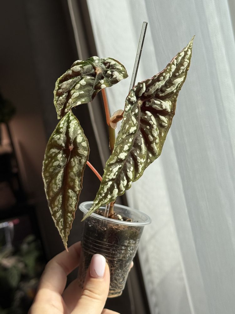 Бегонія begonia lubbersii