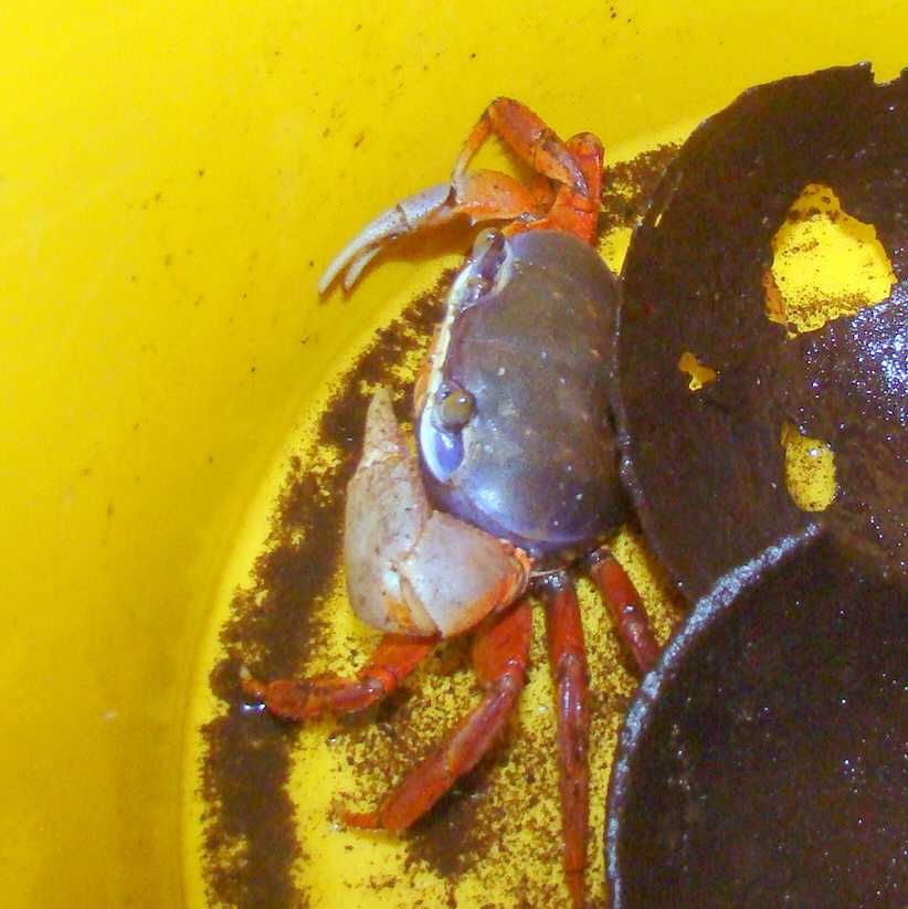 Krab tęczowy pięknie wybarwiony