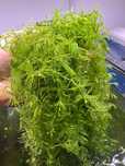 Rogatek (Ceratophyllum demersum)