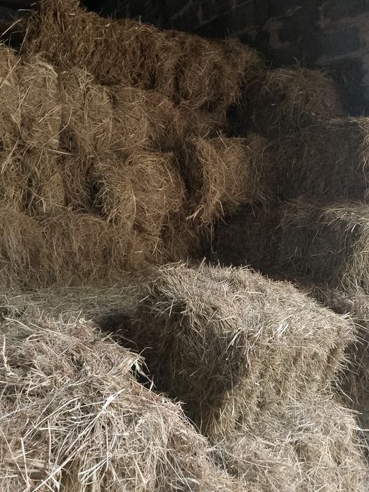Sprzedam siano w  kostkach