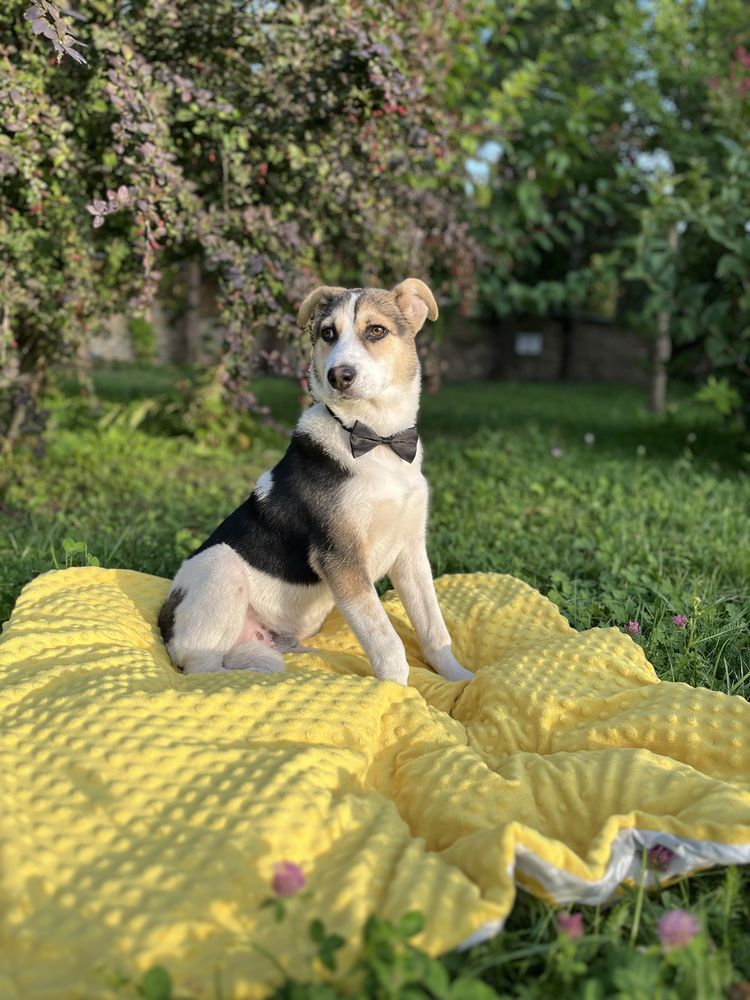 Щеня хлопчик шукає дім
