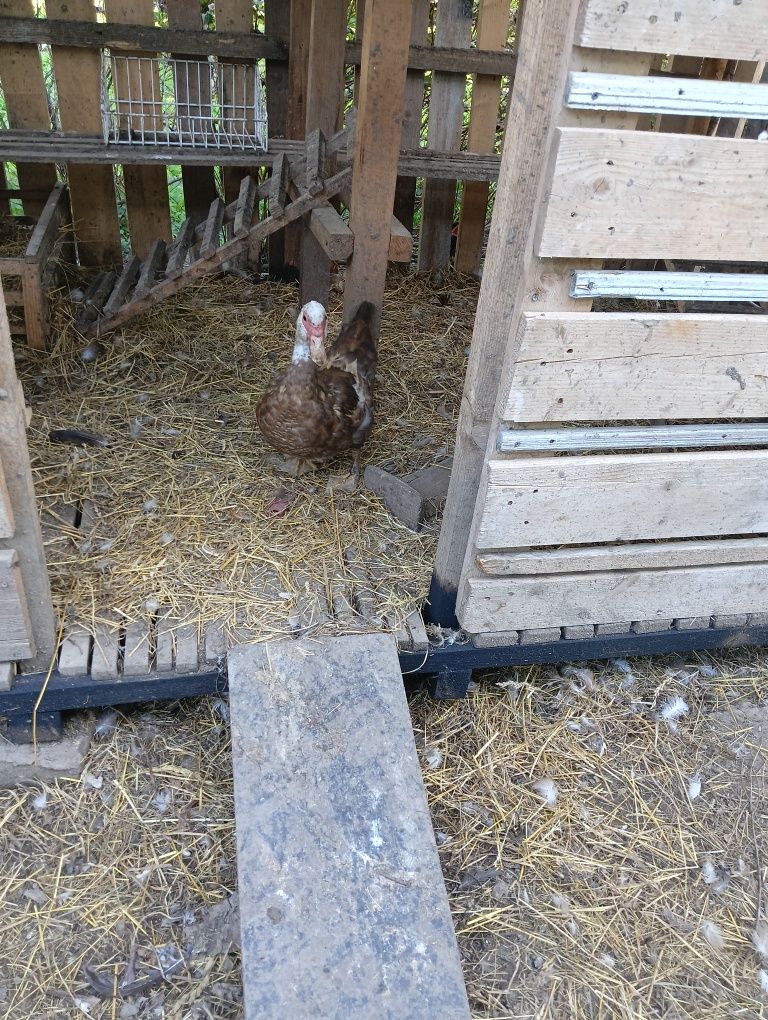 Продам качки шипуни.