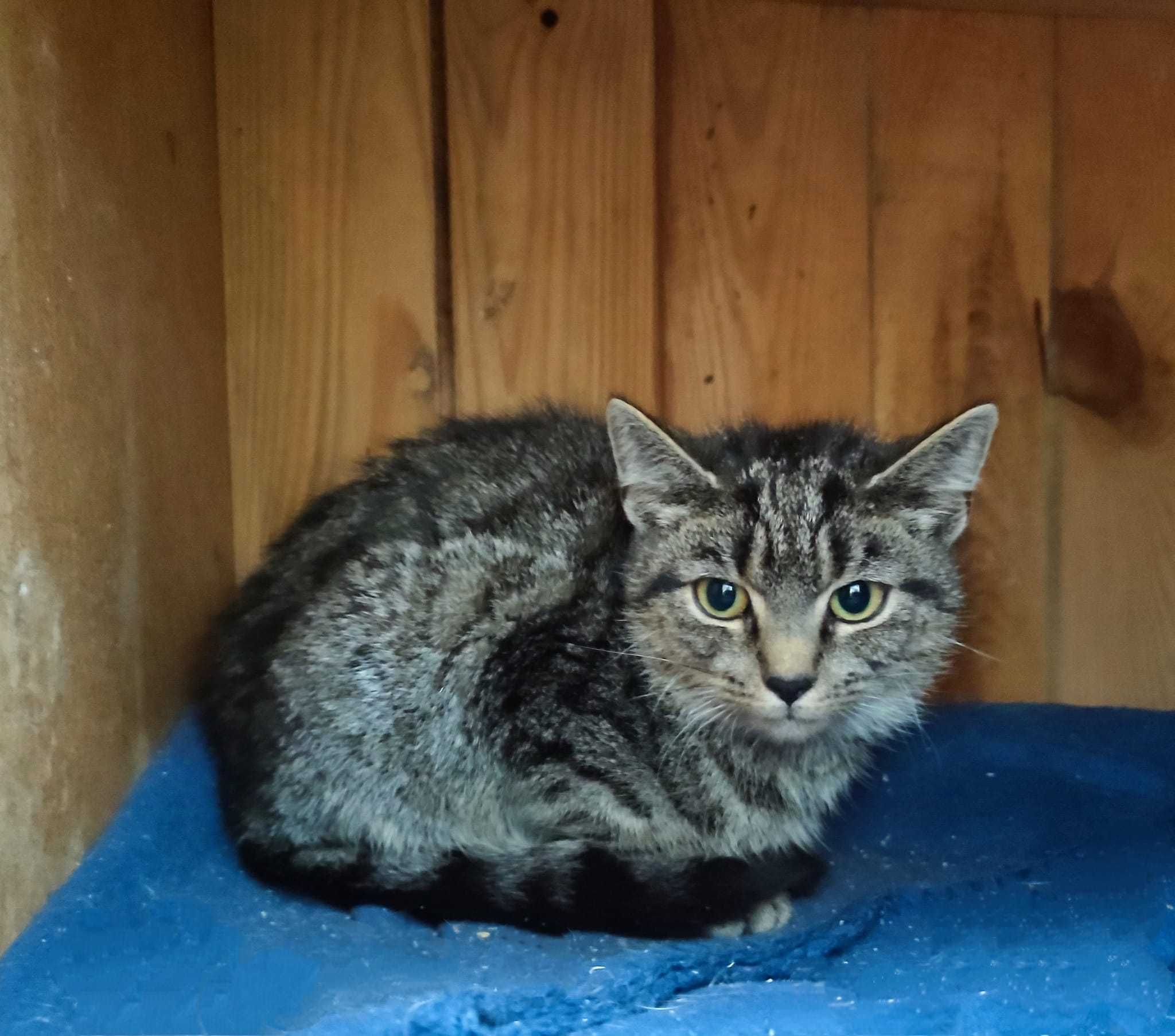 Tytus,Romek,około 5 mcz.Kocie Cudeńka czekaja na wspólną adopcję Żyrar