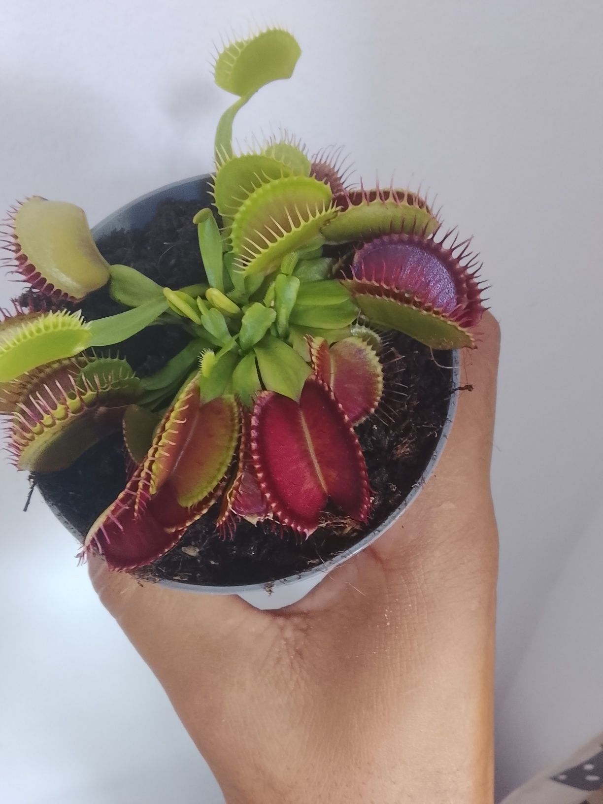 Planta carnívora (heliamphora)