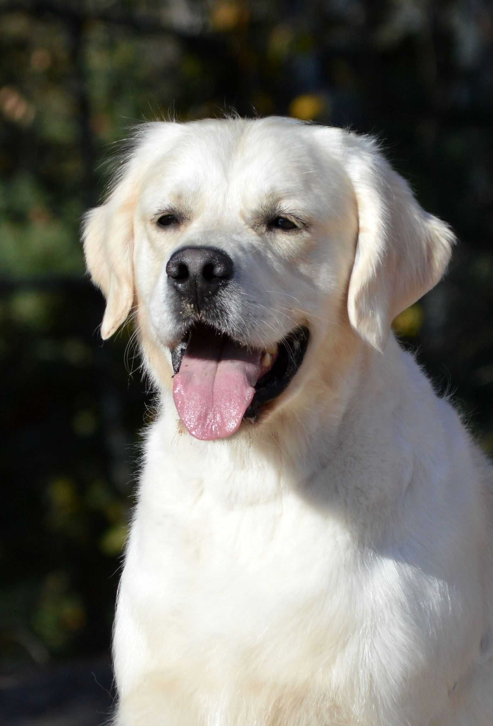 Golden Retriever ZKwP/FCI - odbiór w majowy weekend