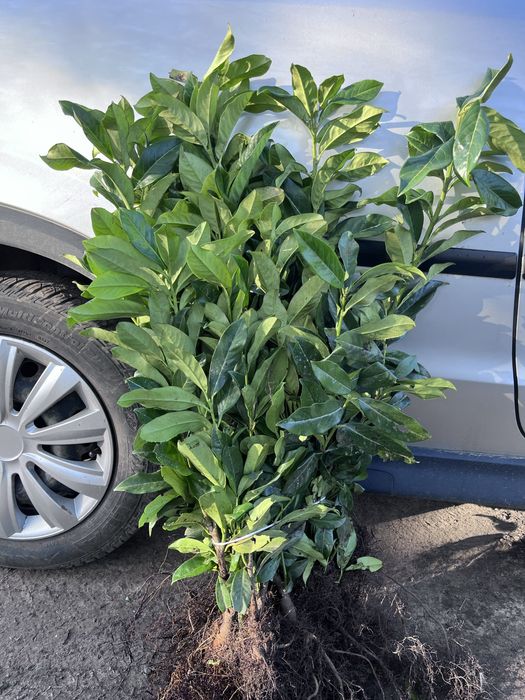 laurowisnia mrozodoprona sadzonki 60-80cm