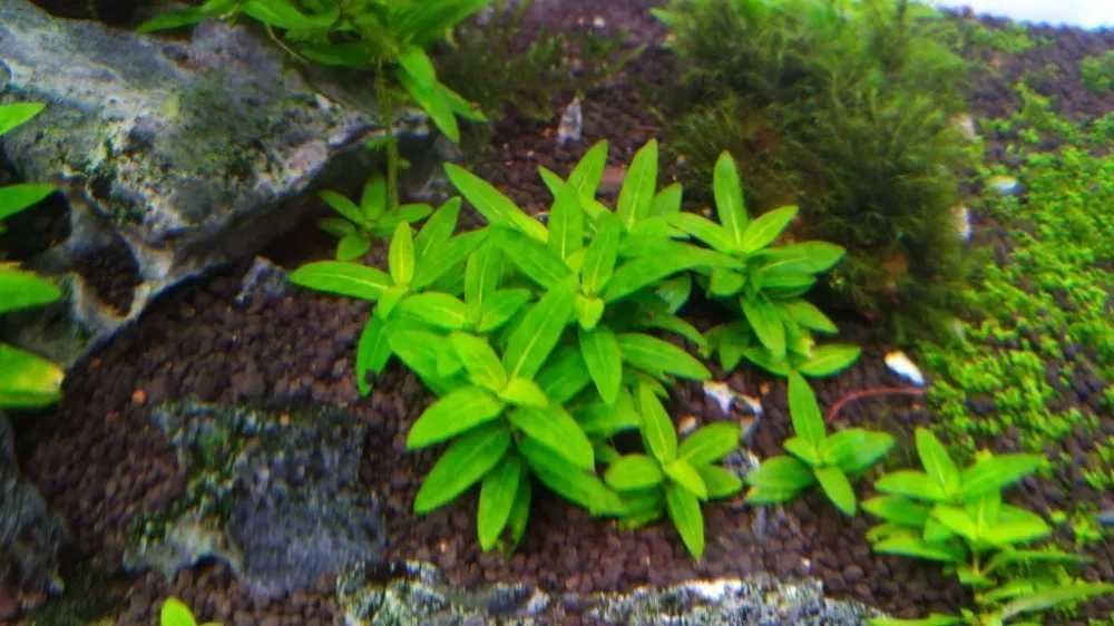 Staurogyne Repens