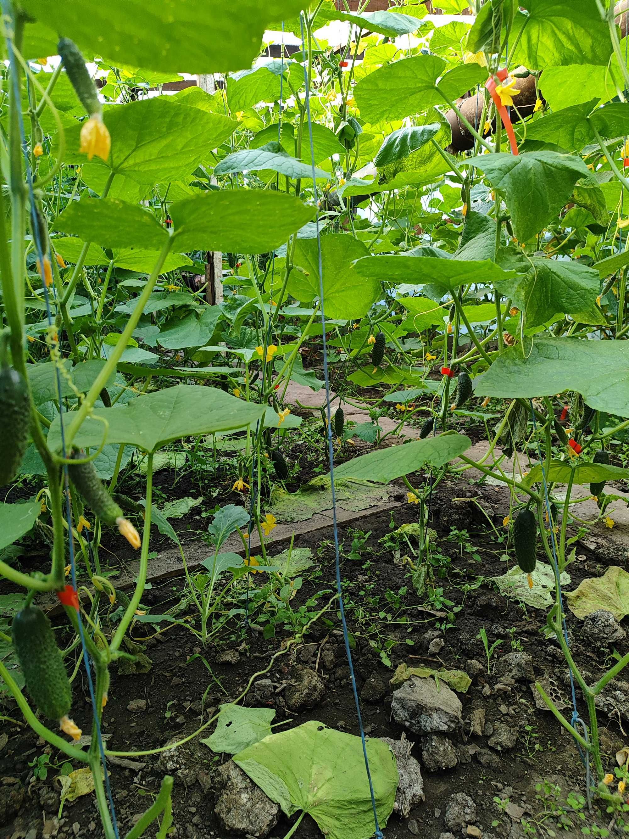 Продам огірки домашні