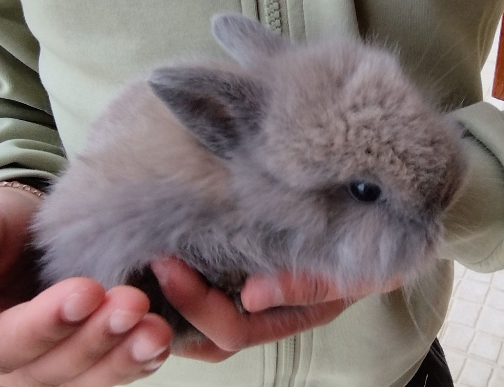 Coelhos miniatura