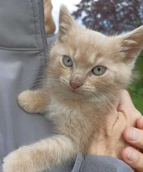 Rude kocie maluszki Rudziki szukają domków