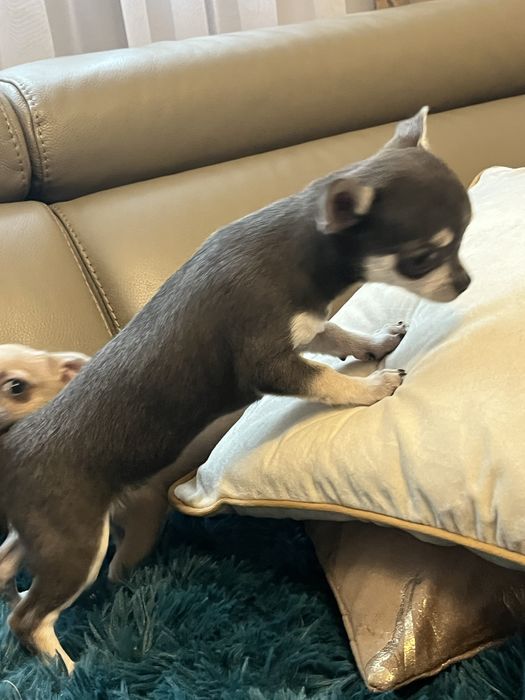 Chihuahua niebiesko podpalana suczka do odbioru