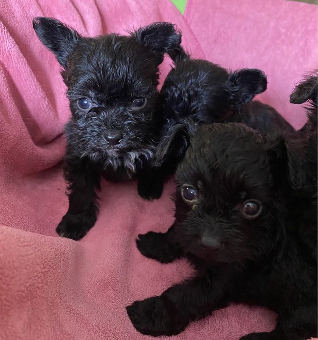 Маленькі ведмедики