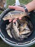 Karp kroczek 20-25cm