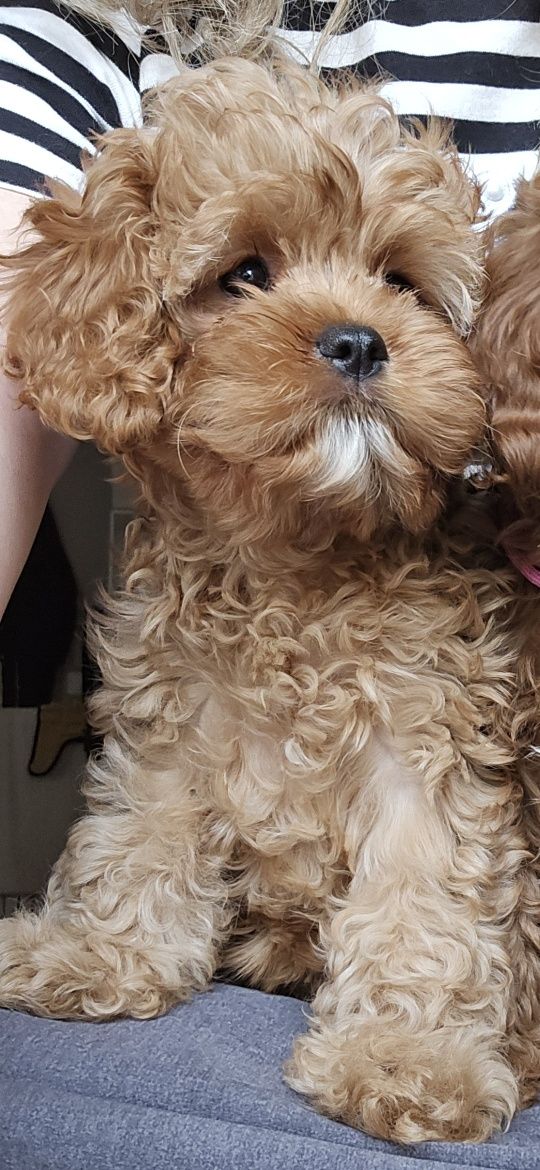 Cavapoo/ dziewczynka