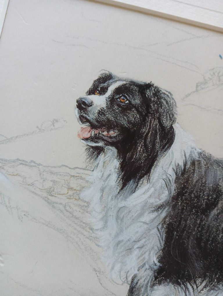 Border collie piękny sygnowany portret pastele