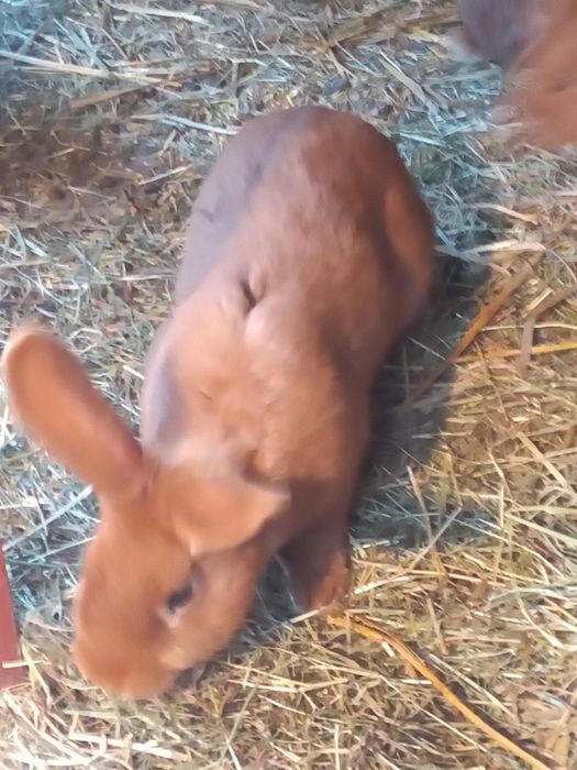 Króliki nowozelandzkie nc Ur 10maja 2025r