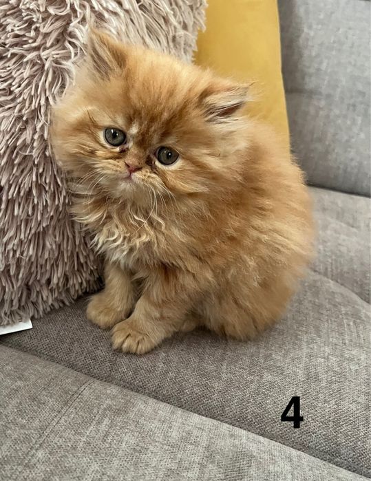 Rudo-biszkoptowa kotka perska