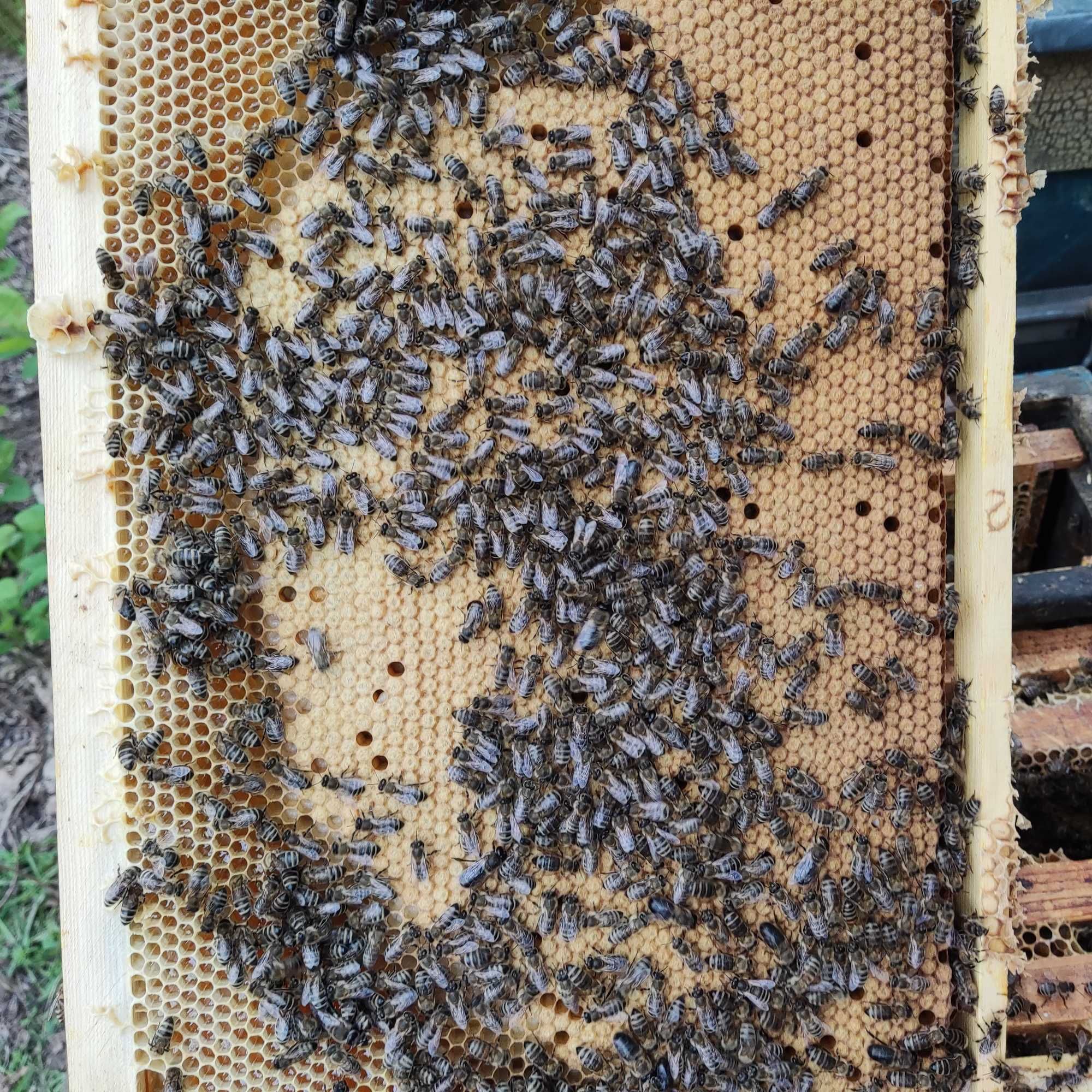 Пчелосемьи и пакеты карпатской породы.