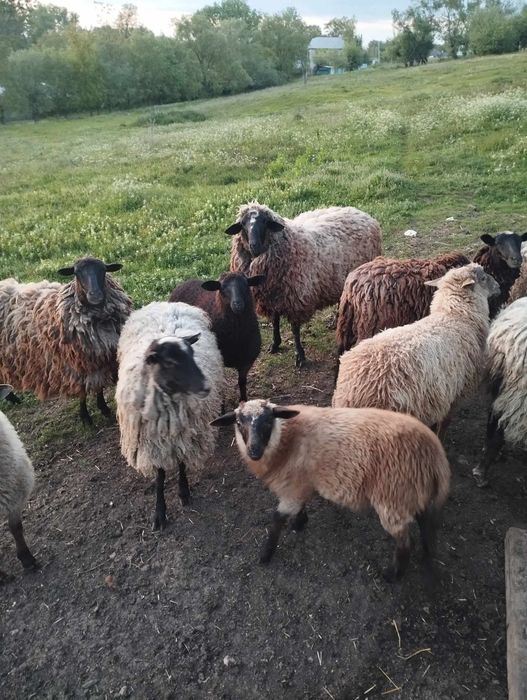 Вівці. Романівська порода.