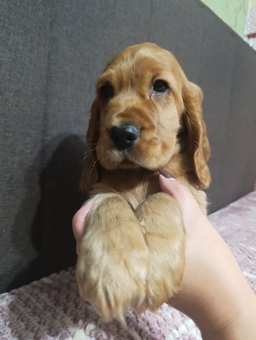 Хлопчик Англійський кокер спаніель