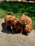 Goldendoodle f1b suczka mini