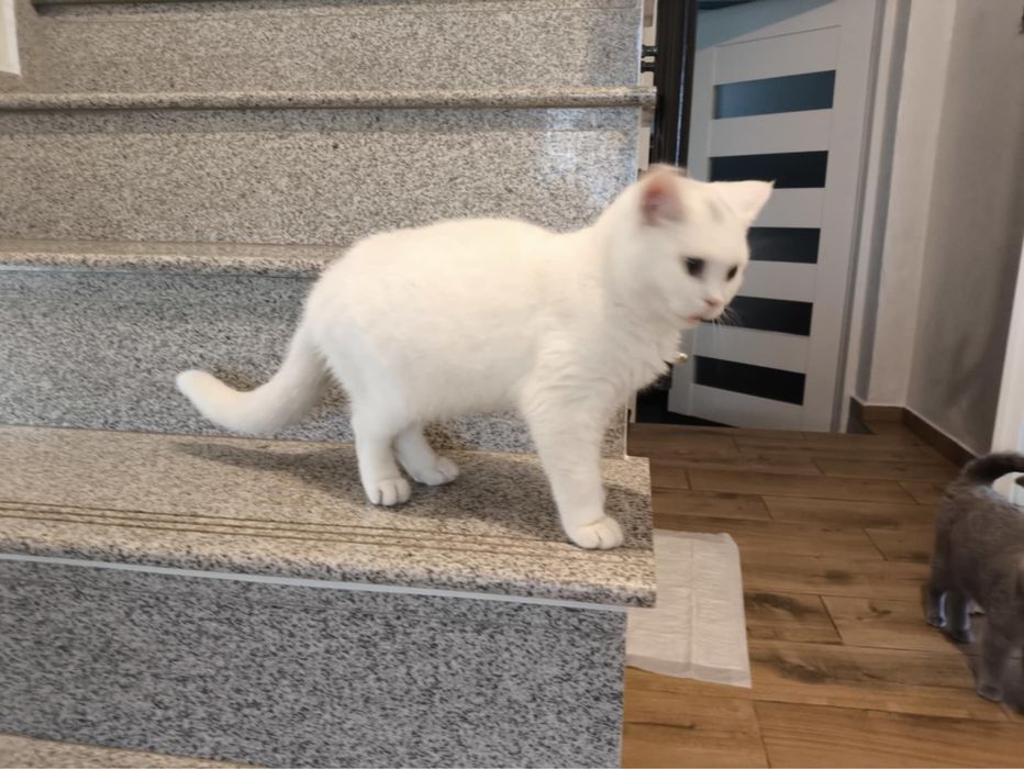 Kot, kocur brytyjski rasowy