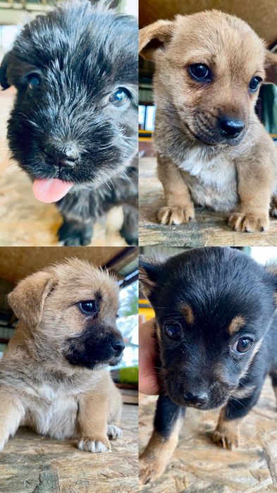 Cztery malutkie pieseczki szukają kochających domów!