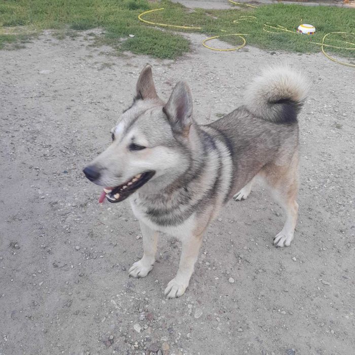 Oddam psa w dobre ręce