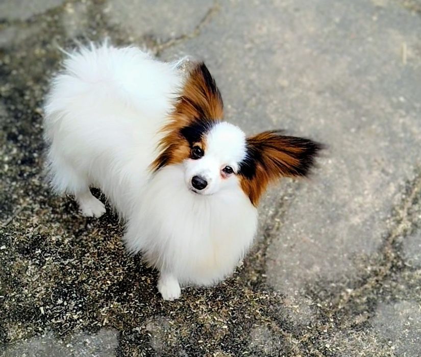 Питомник предлагает щенка породы папильон