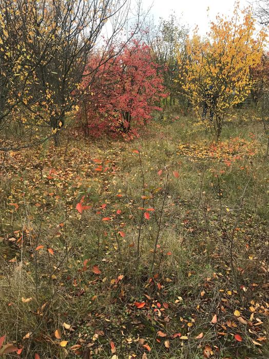 Дачна ділянка "Сади Мічуріна" 6 соток