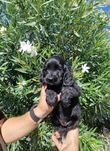 Cocker Spaniel Inglês Preto