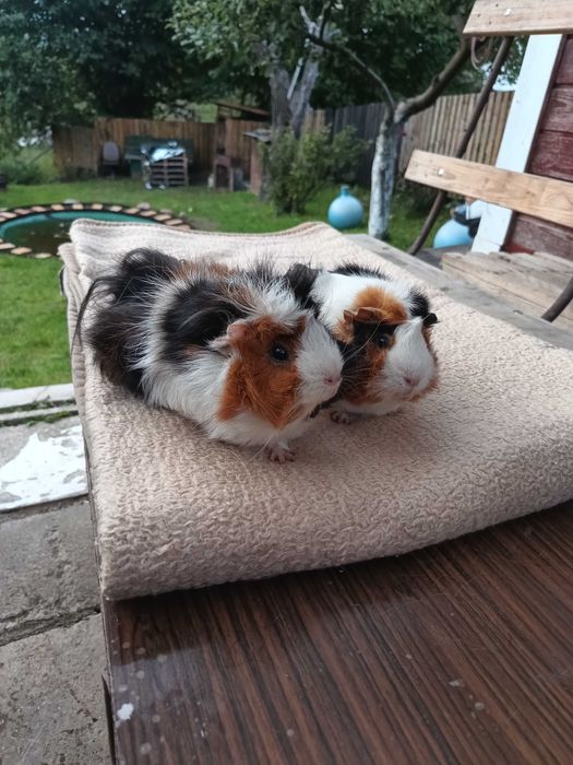 Świnki morskie szukają nowego domku