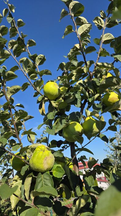 Pigwa gruszkowa sprzedam owoce