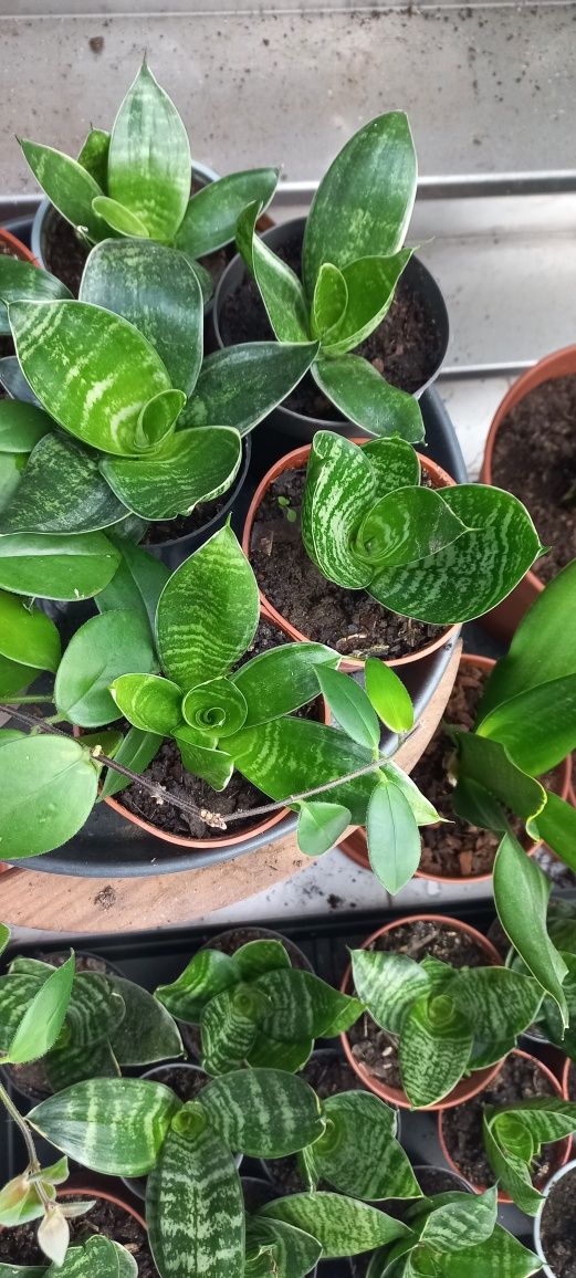 Planta Sansiveria mini