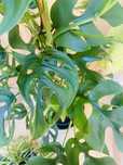 Monstera drobnolistna ,