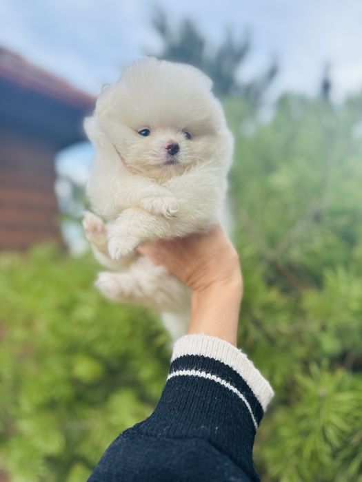 Білосніжний хлопчик шпіц