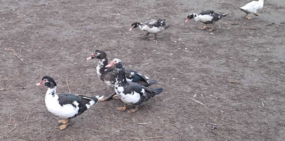 Sprzedam gęsi i kaczki