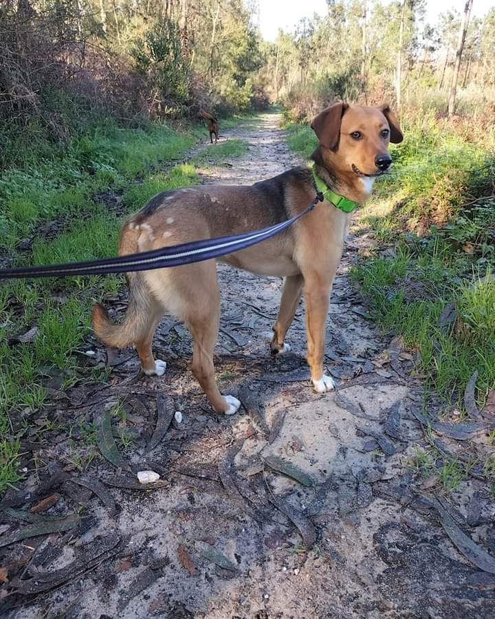 Mel- cadela de porte médio para adoção