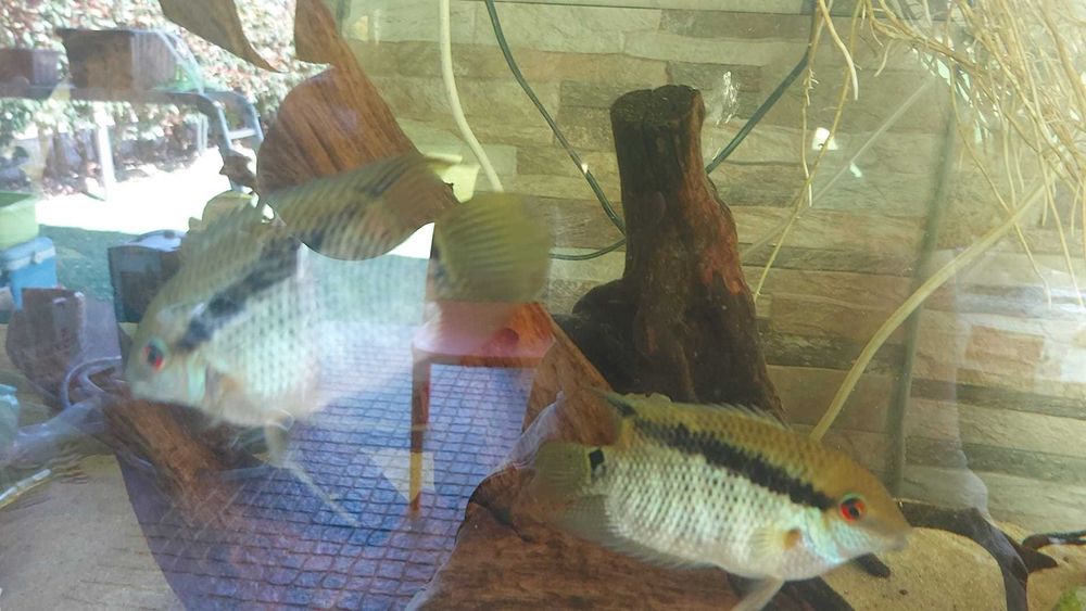 Vendo 2 Mesonautas Festivus e 2 Geophagus sp. “'Tapajos Red Head”