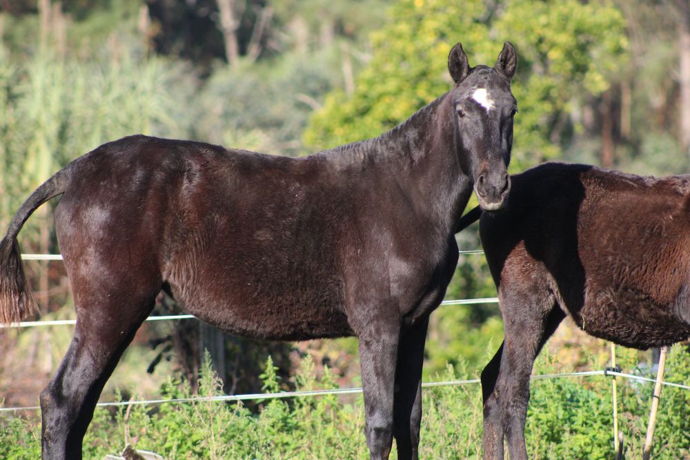 Poldra letra U tipica