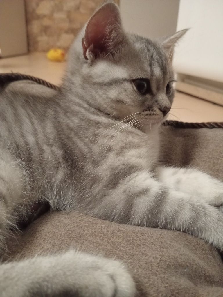 Gatinho Scottis Straight