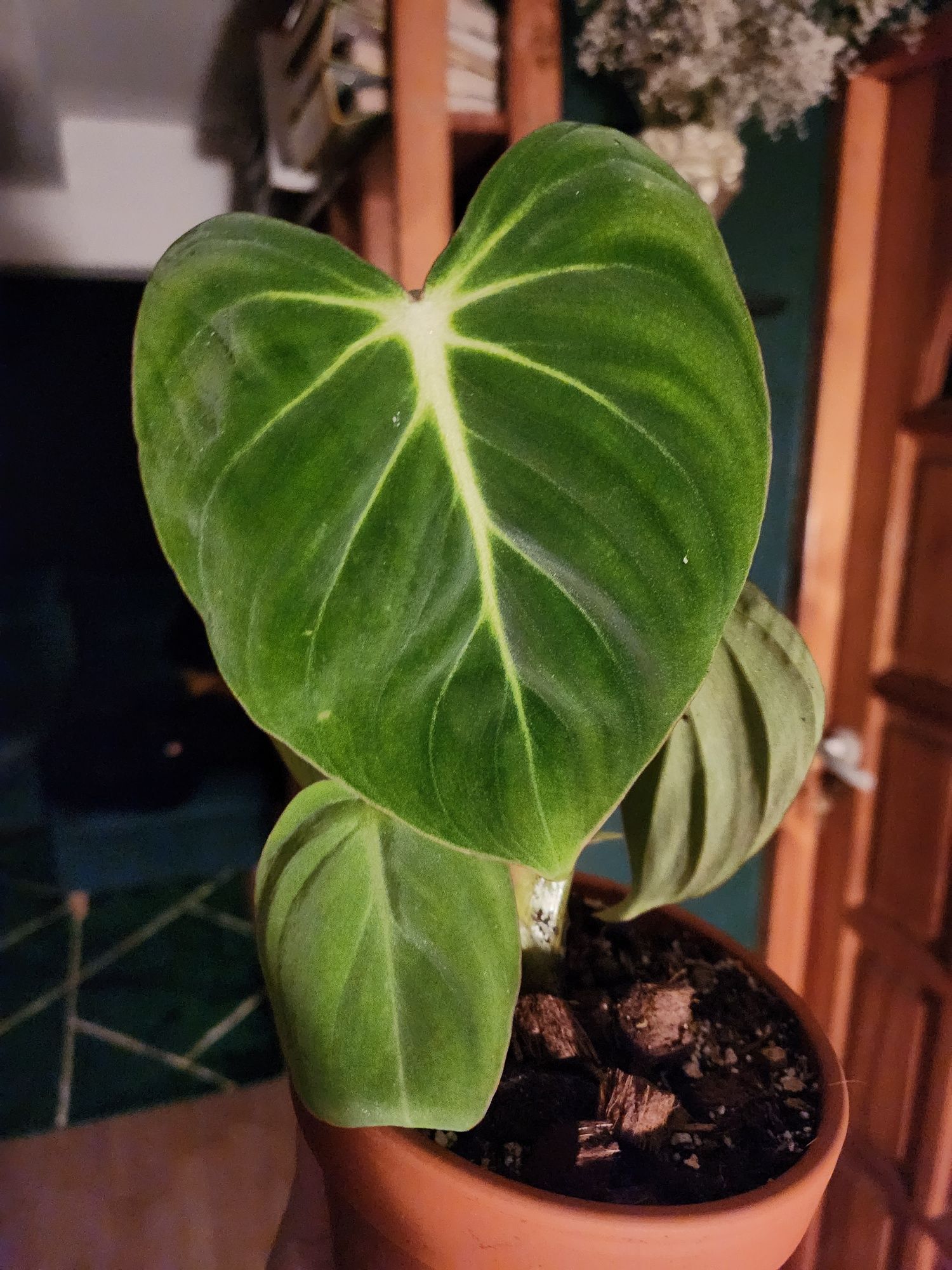 Philodendron gloriosum