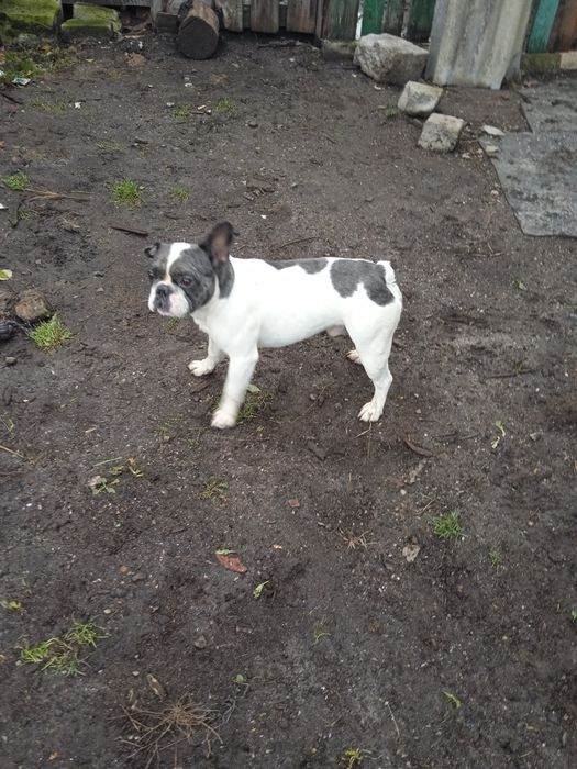 Молодой кобель французский бульдог