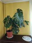 Piękny kwiat : Monstera dziurawa (Monstera deliciosa)
