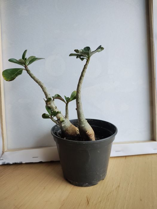 Каланхое, аденіум, аіхризон