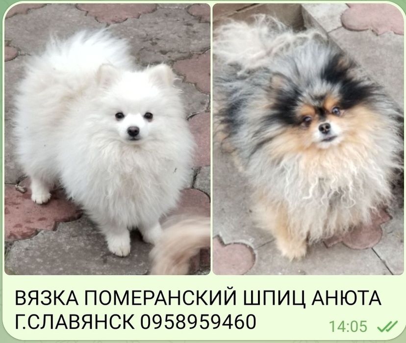 ВЯЗКА померанский шпиц