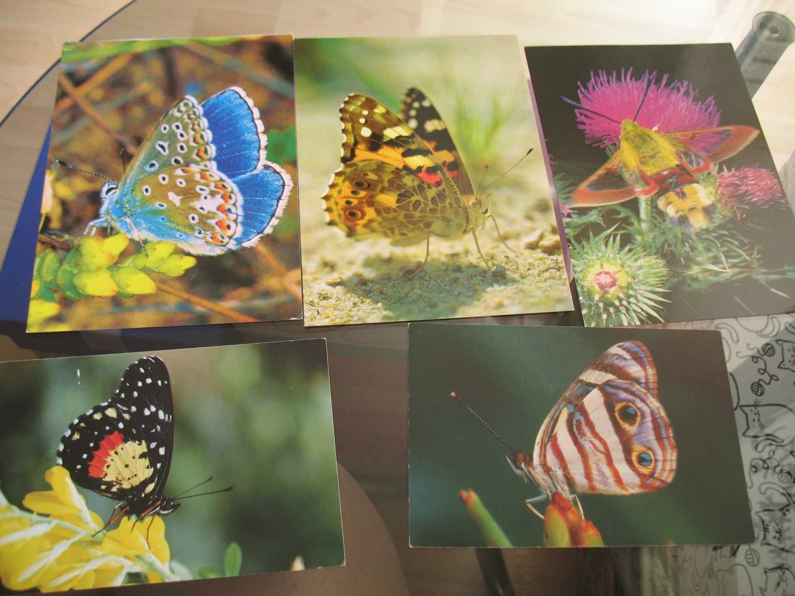 pocztówki motyle niezapisane 15 sztuk