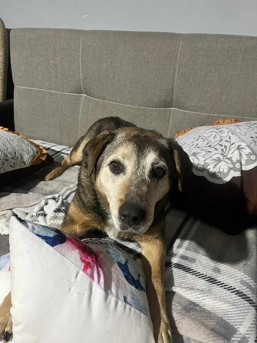 Betti starsza suczka do adopcji - pies ze smutna historia